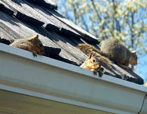 Squirrel in Attic