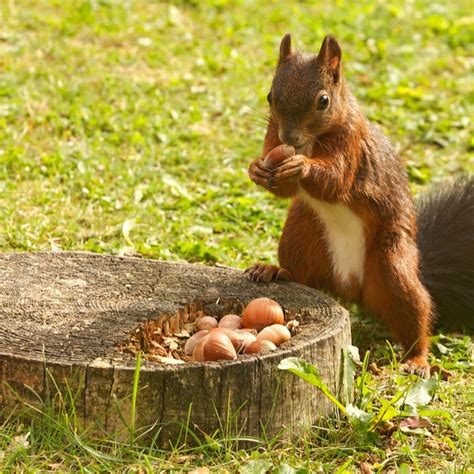 Squirrel In Backyard