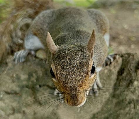 Squirrel Land Animals
