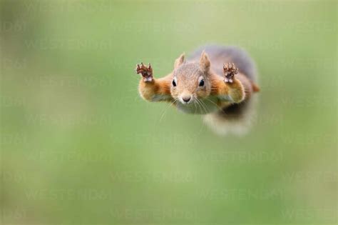 Squirrel Landing A Jump