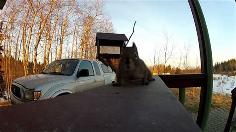 squirrel launcher video youtube