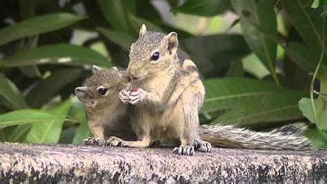 Squirrel Mating Call 1 Hour