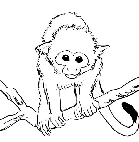 squirrel monkey coloring page printable template