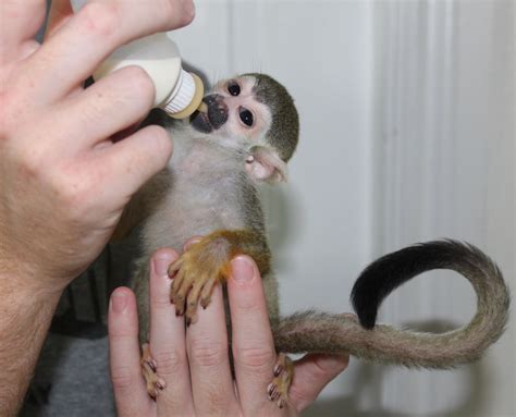リスザル 飼育 販売
