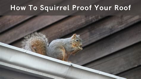 Squirrel On Flat Roof