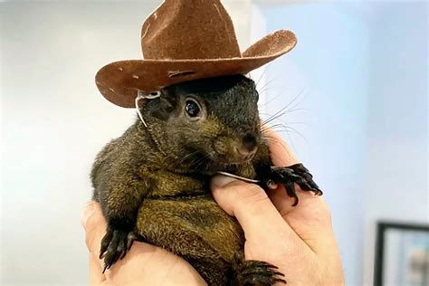 Squirrel Pet Facebook