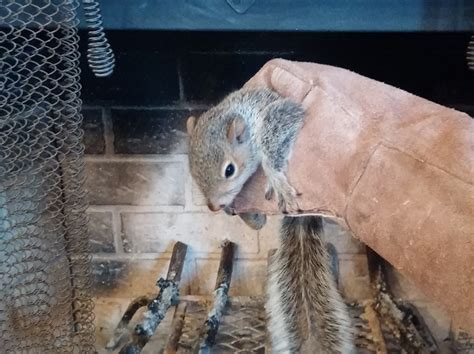 squirrel trapped in a chimney