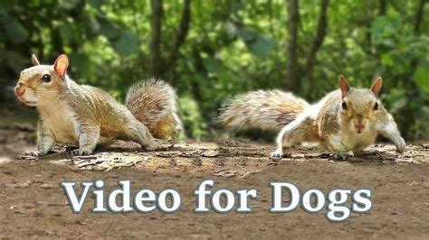 squirrel video for dogs to watch