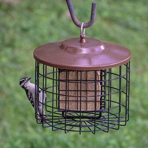 Squirrel X Suet Feeder