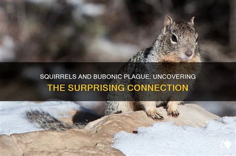 Squirrels And Bubonic Plague