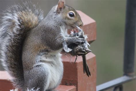 Squirrels Eat Animals