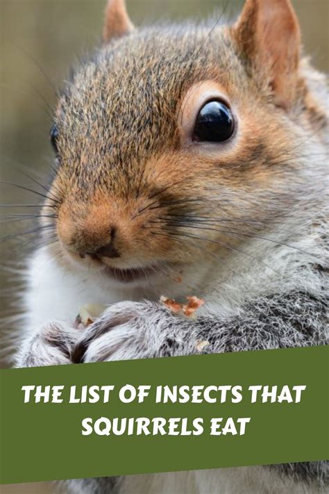Squirrels Eat Bugs