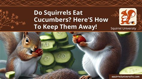 Squirrels Eat Cucumbers