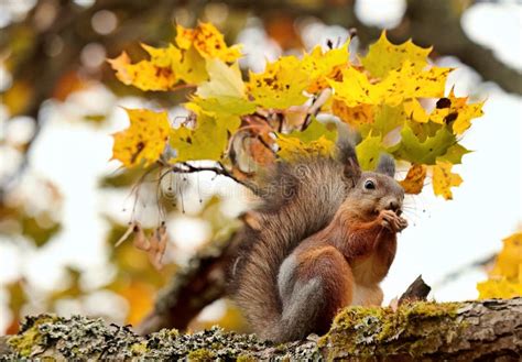 Squirrels Eat Maple Tree Seeds