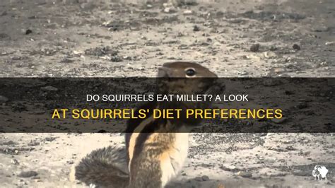 Squirrels Eat Millet