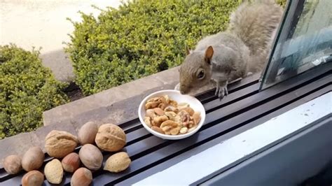 Squirrels Eat Nuts Stupid