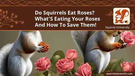 Squirrels Eat Rose Petals