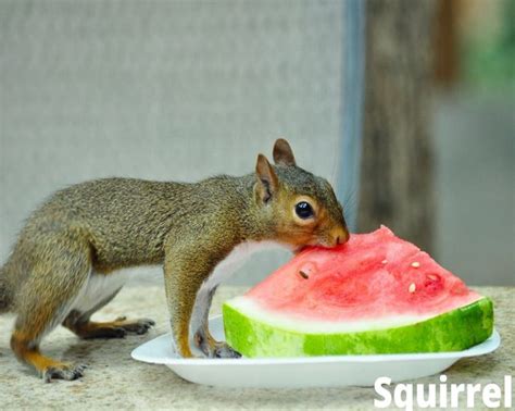 Squirrels Eat Watermelon