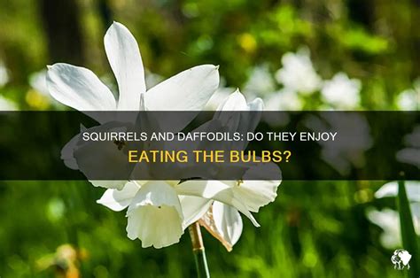 Squirrels Eating Daffodils
