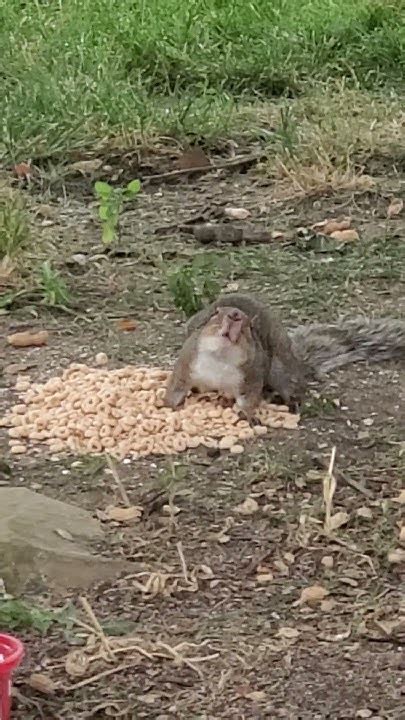 Squirrels Eating Oats
