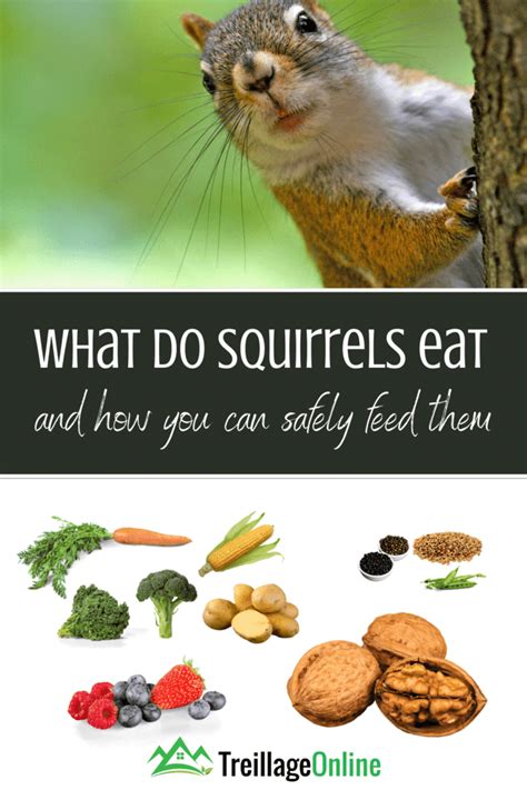 Squirrels Favorite Snacks