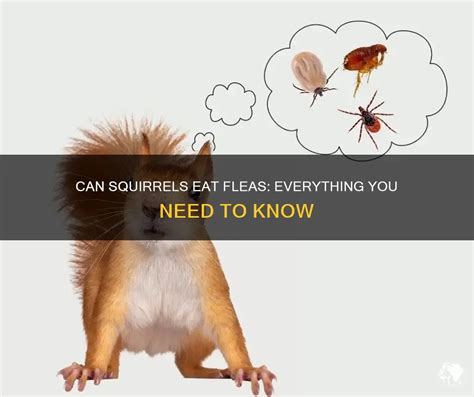 Squirrels Have Fleas