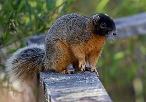 Squirrels In Naples Florida