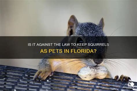 Squirrels Law Florida
