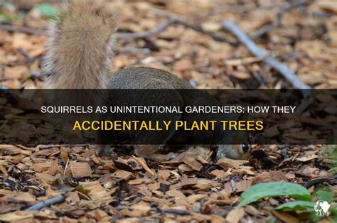 Squirrels Plant Trees
