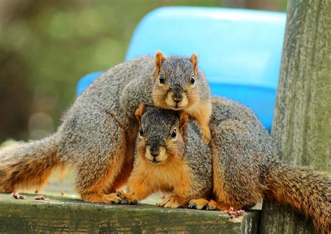 Squirrels Squirrels Squirrels