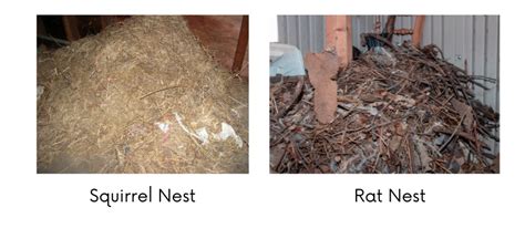 Squirrels Vs Rats In Attic