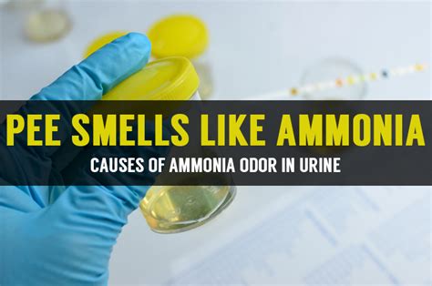 Urine smells like ammonia Causes, treatments, and symptoms