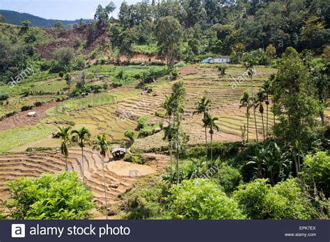 Sri Lanka fields