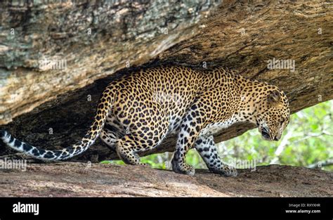sri lankan leopard scientific name