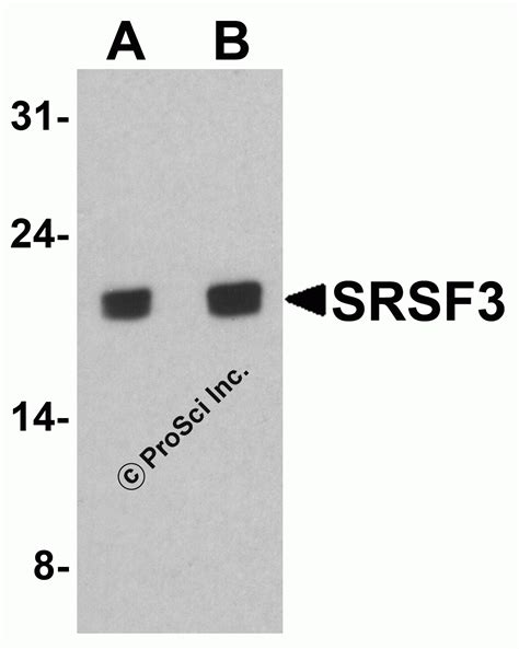 srsf3 antibody