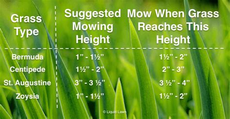St Augustine Grass Cutting Height