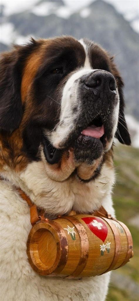 St Bernard Wallpapers Wallpaper Cave