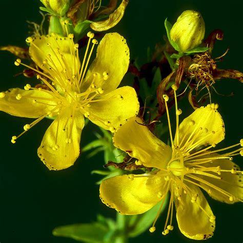 Unlocking the Power of St John's Wort: Natural Relief for Mood and Mind