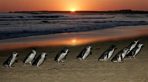 st kilda penguins at sunset