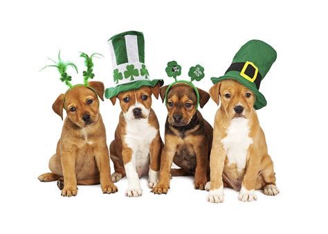st patrick's day puppy images