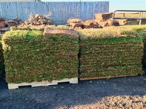 st. augustine sod cost