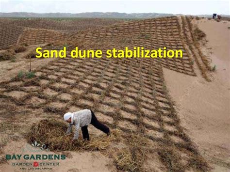 The Best Stabilisation Of Sand Dunes Trending