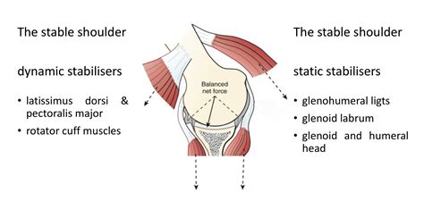 Stabilizer Definition In Anatomy