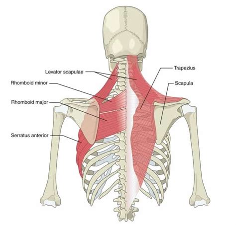 Stabilizers Of The Scapula
