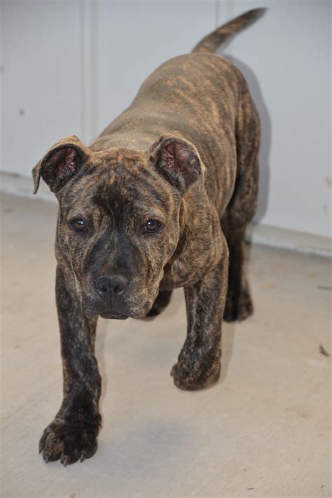 staffy for sale near me