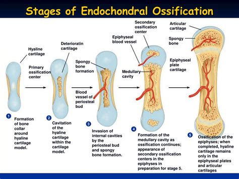 stage of endochondral ossification