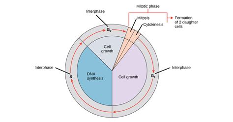 Stages Of Cell Cycle Interphase