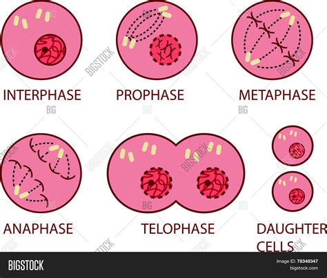 stages of mitosis