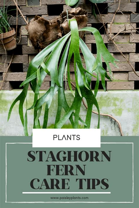 How to Mount (and Care for) a Staghorn Fern Staghorn fern, Indoor