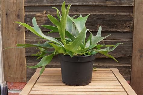 How to Mount (and Care for) a Staghorn Fern Staghorn fern, Indoor